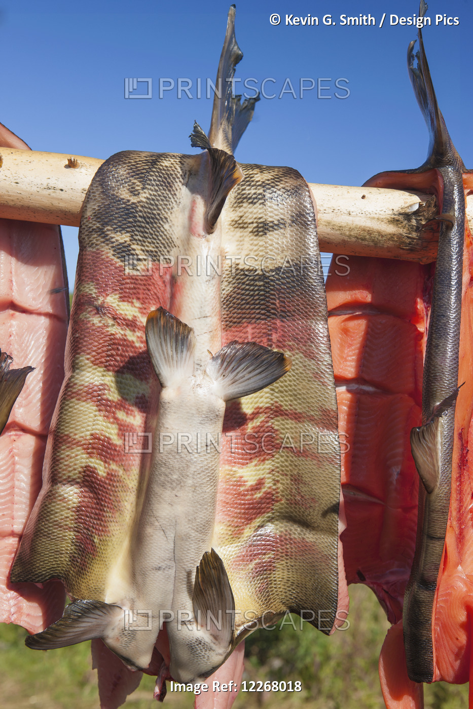Filet Chum Salmon Hanging Outdoors Over A Log Drying On A Sunny Day, Arctic ...
