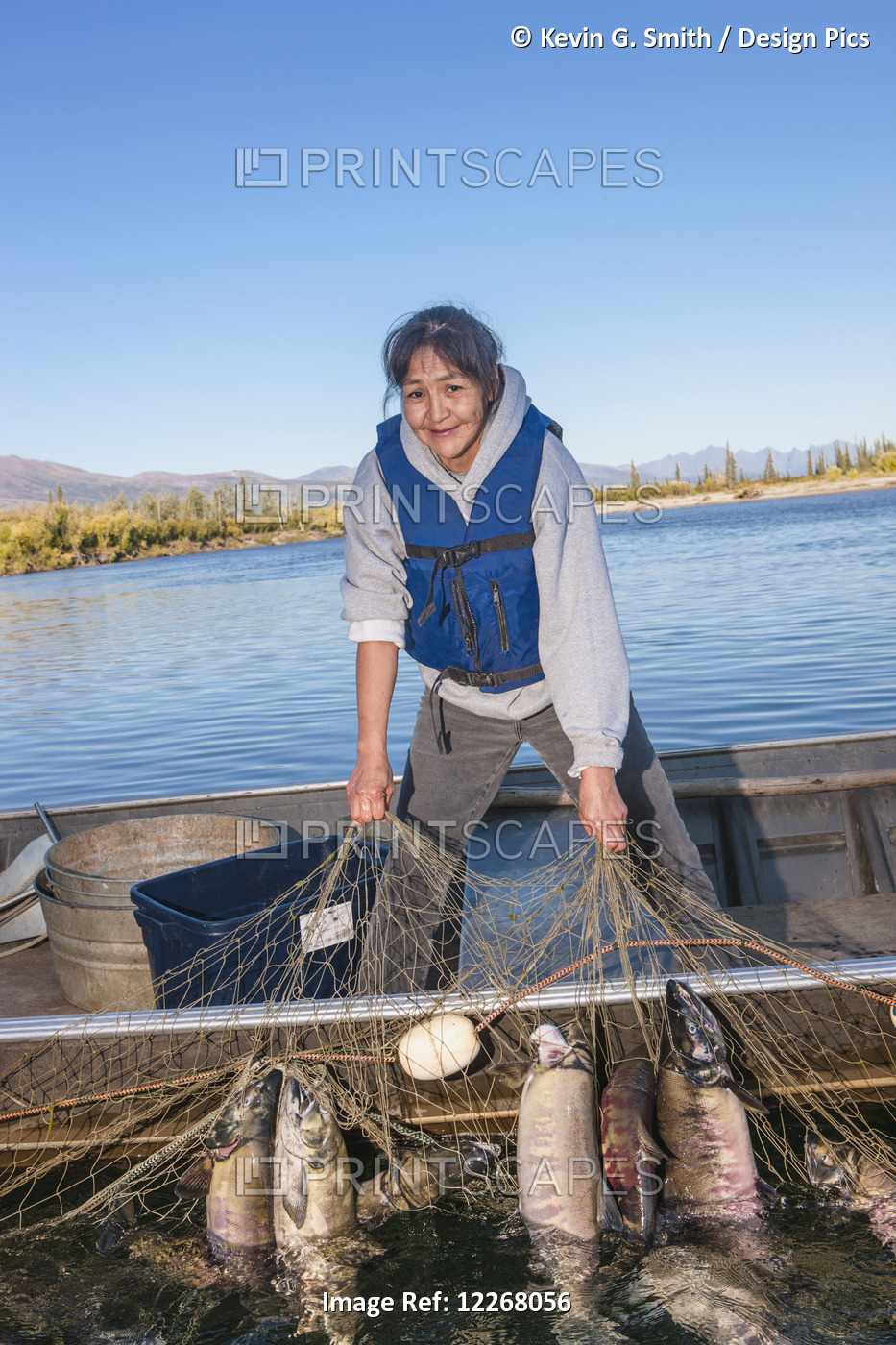 Alaska Native Female Standing In A Motor Boat Checking A Net Full Of Salmon, ...
