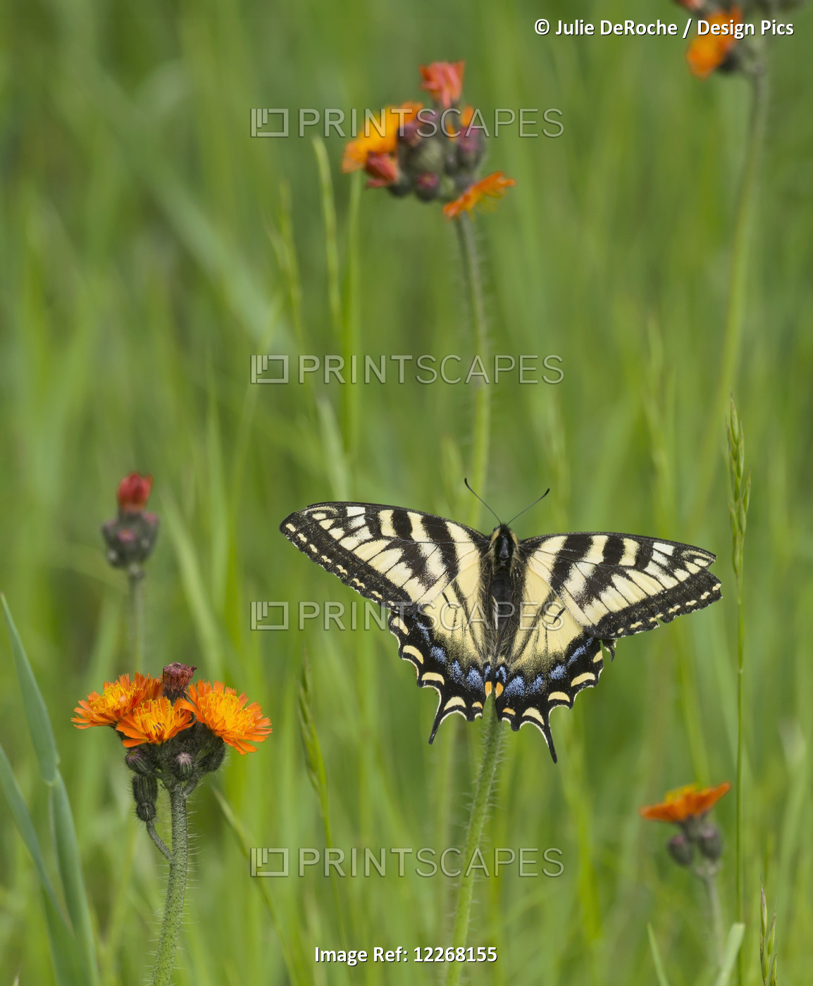 Eastern Tiger Swallowtail (Papilio Glaucus) Butterfly Resting On Flowers; ...