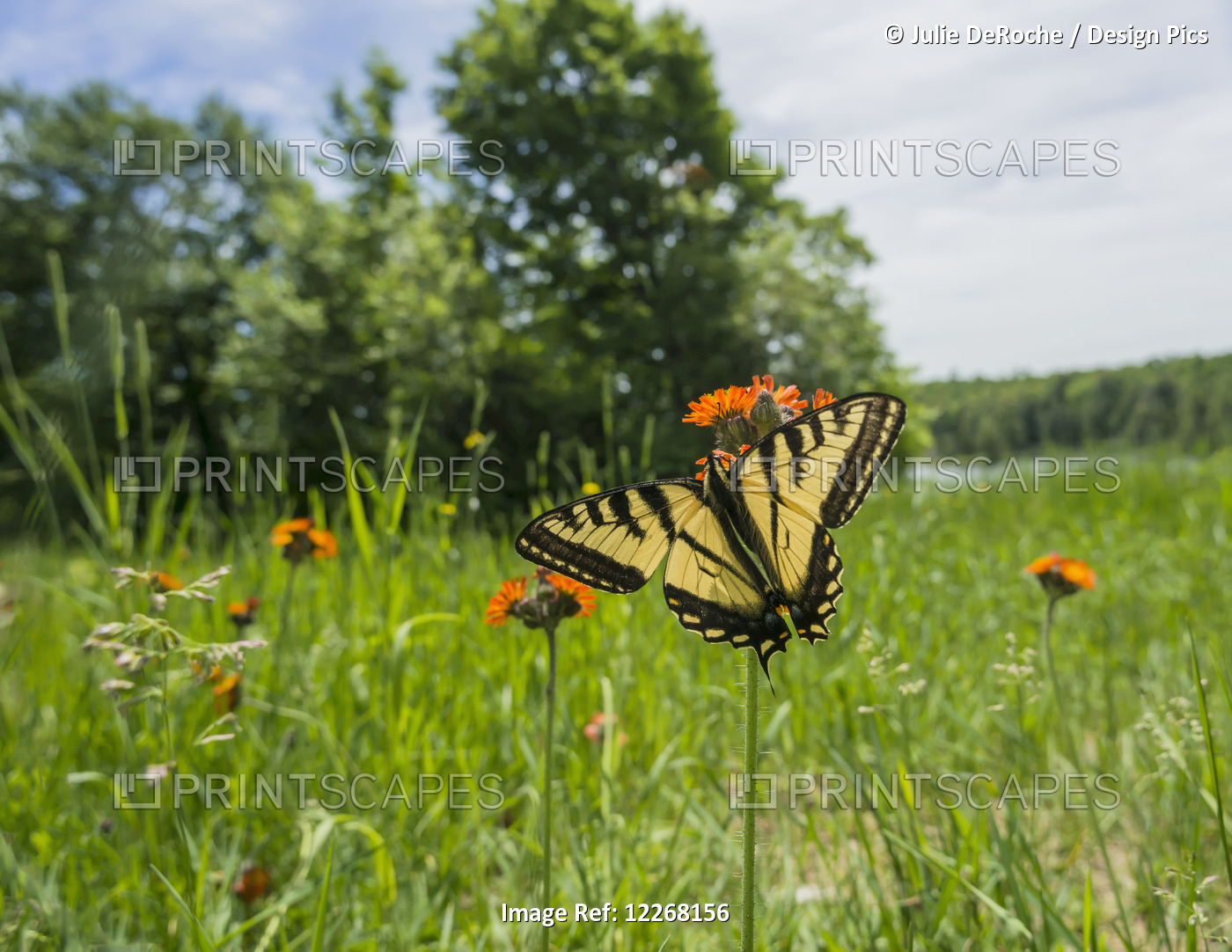 Eastern Tiger Swallowtail (Papilio Glaucus) Butterfly Resting On Flowers; ...