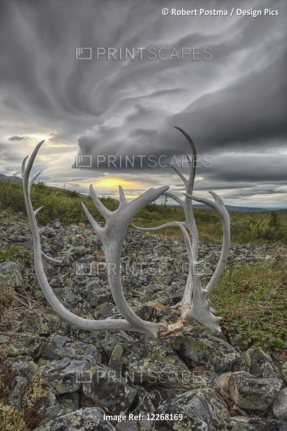 Lenticular Clouds Form Overtop Of Crow Mountain While A Set Of Caribou Antlers ...