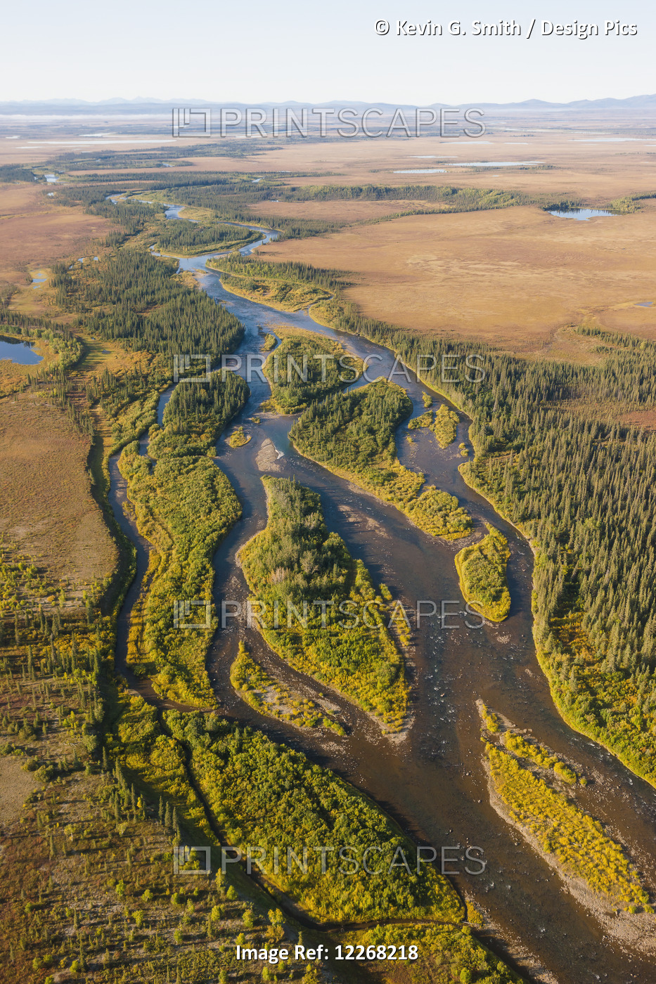 Aerial View Of Streams And The Surrounding Trees, Arctic Alaska, Summer