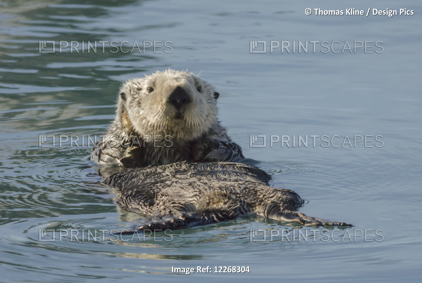 Sea Otter in Prince William Sound near Cordova, Alaska