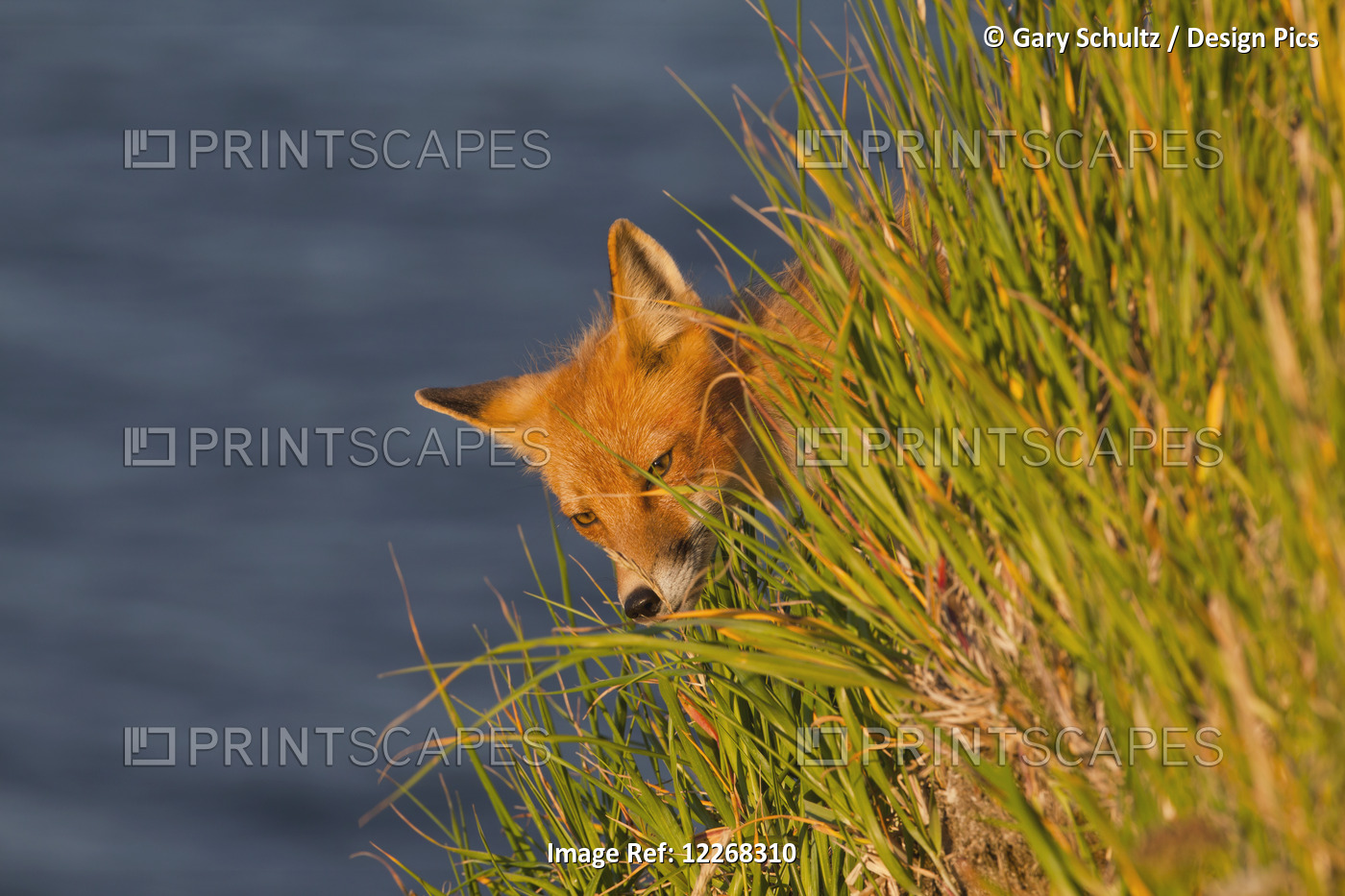 Red Fox (Vulpes Vulpes) Walking Along Top Of Cliff Overlooking Bristol Bay, ...