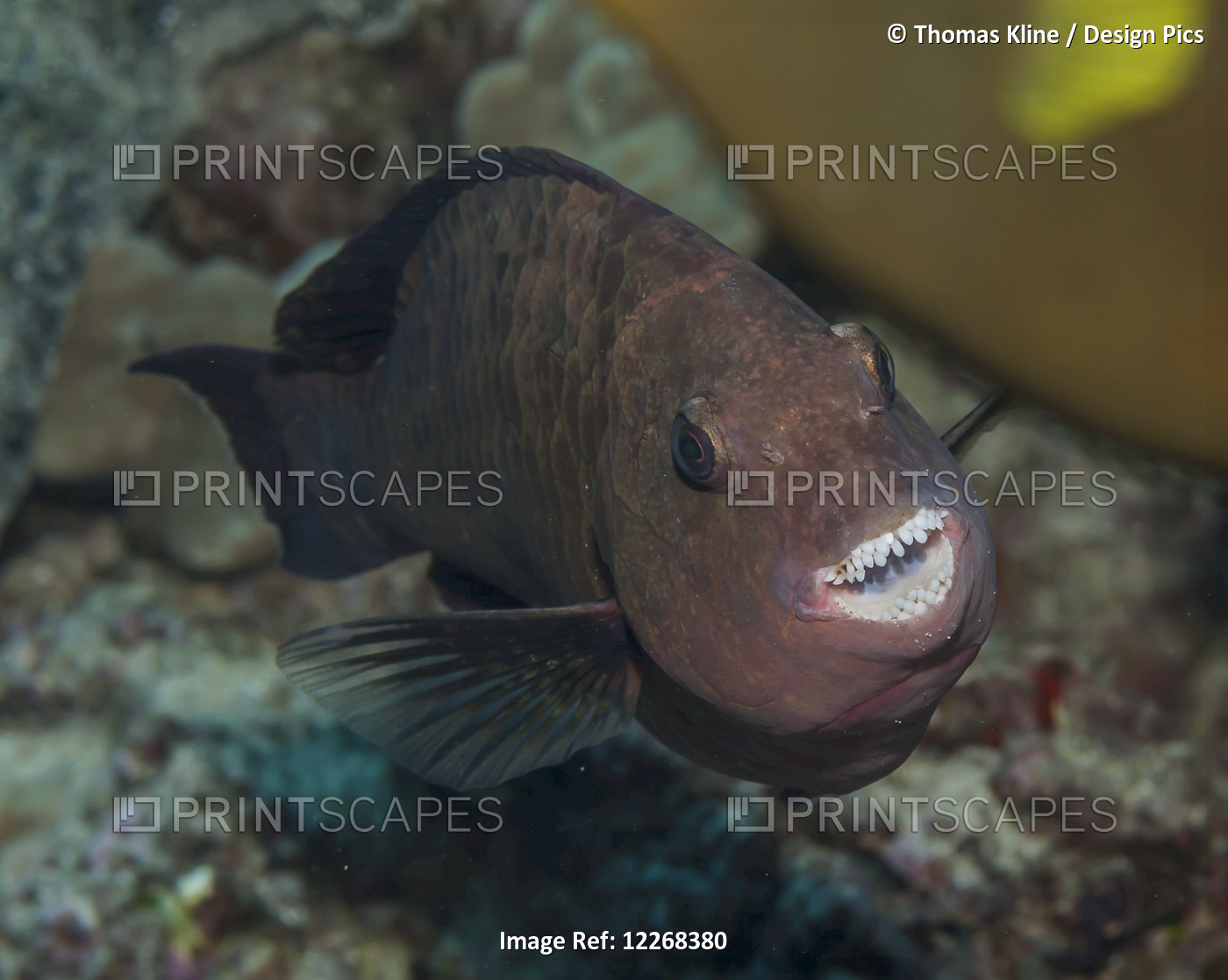 A female Regal Parrotfish