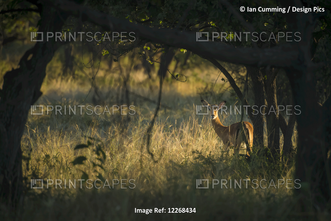 Wary Impala (Aepyceros Melampus) Looking Through Bushes At Dawn, Liwonde ...