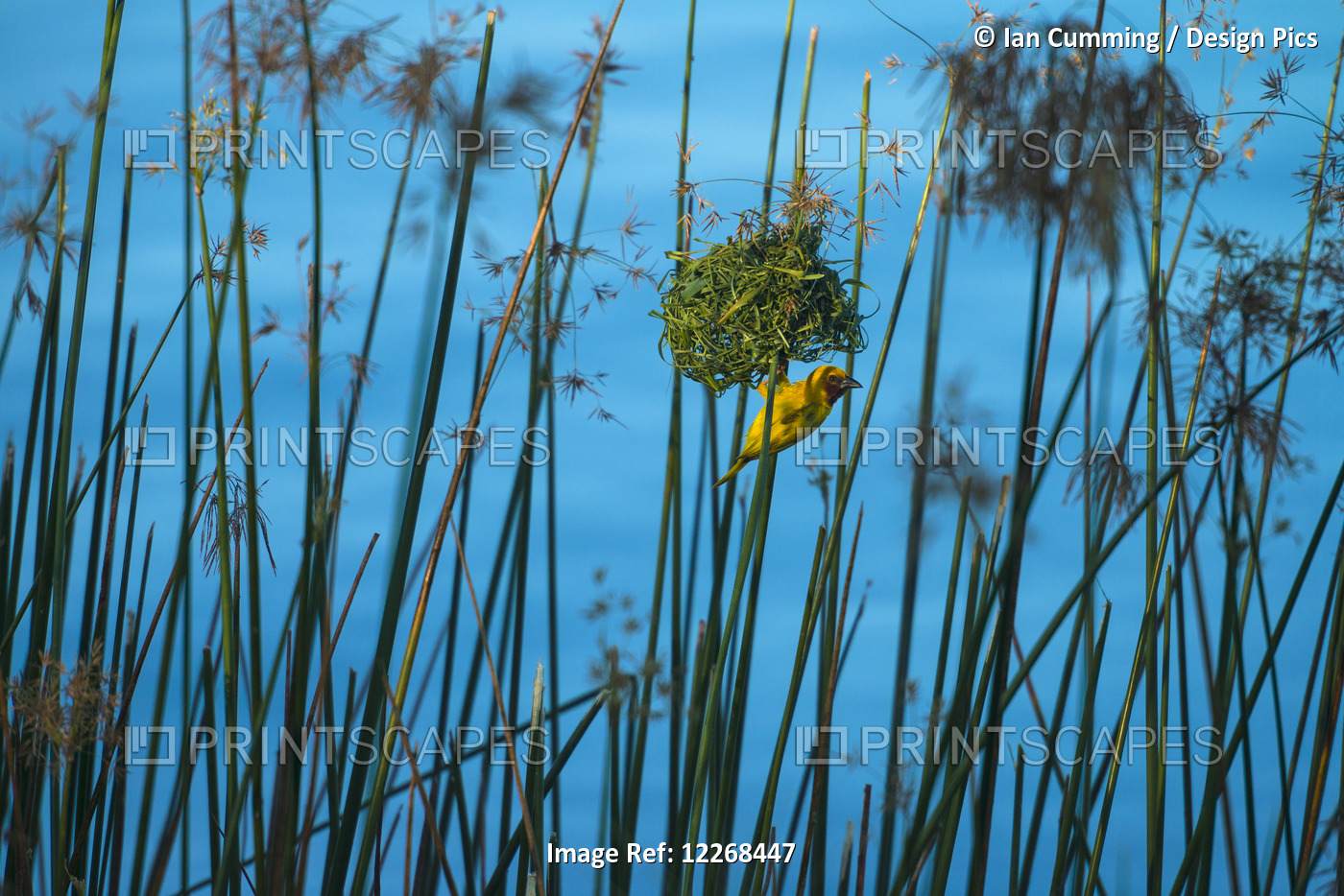 Masked Weaver Hanging From Nest On The Banks Of The Shire River, Liwonde ...