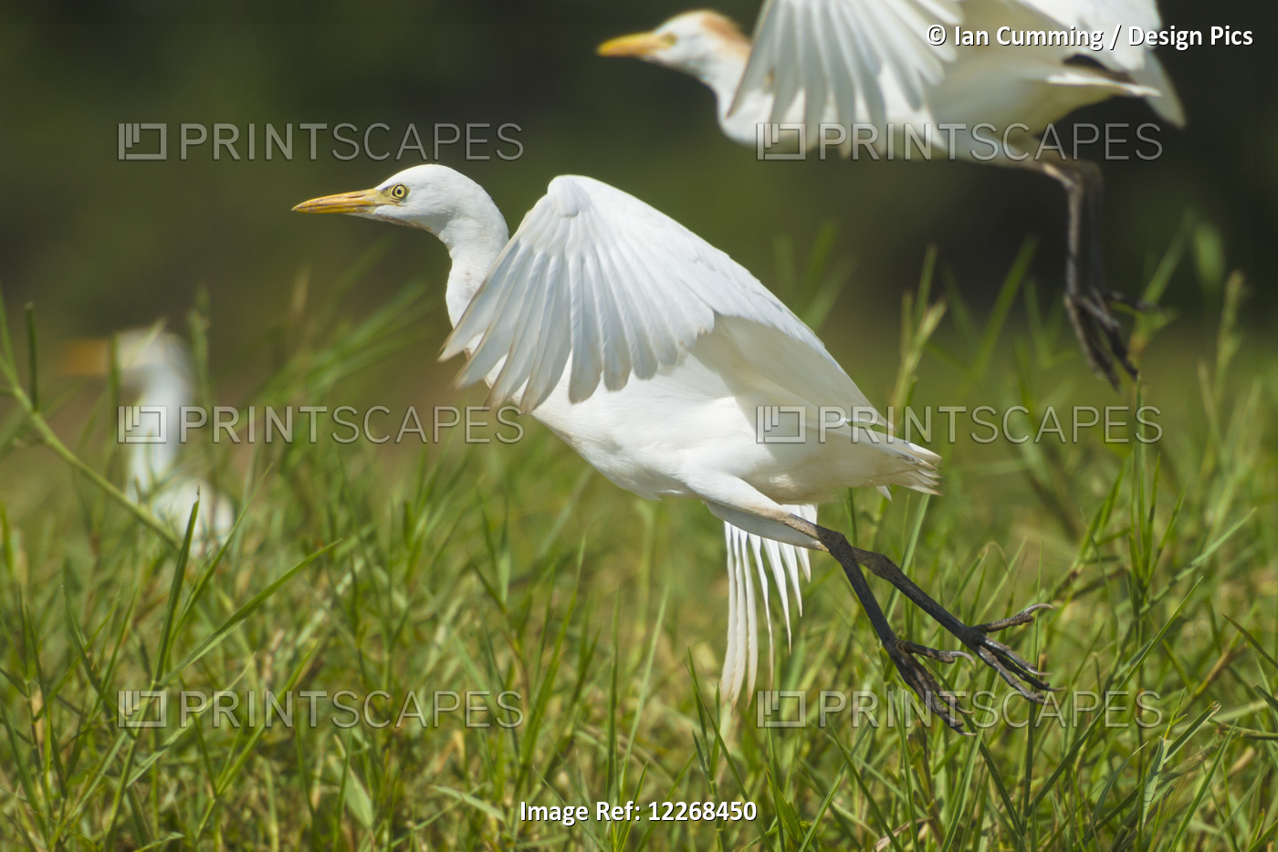 Egrets Taking Flight, Liwonde National Park; Malawi
