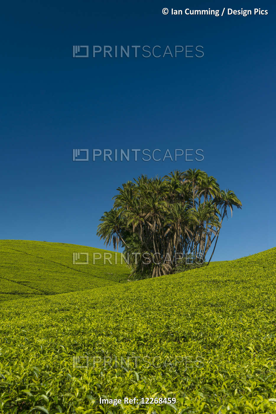 Collection Of Palm Trees Amongst Hills Covered In Tea Bushes, Satemwa Tea ...