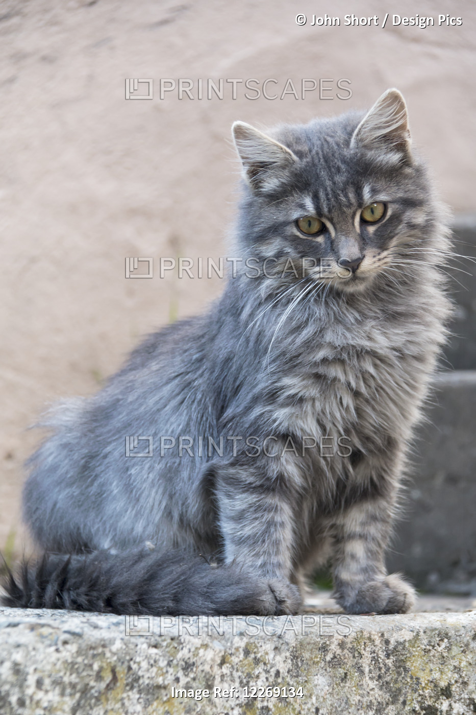 Portrait Of A Grey Cat Stands On A Step; Paphos, Cyprus