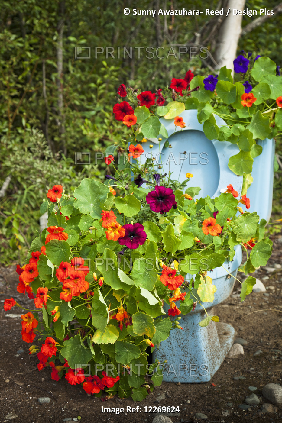 Flowers Are Planted In A Toilet In A Residential Area; Talkeetna, Alaska, ...