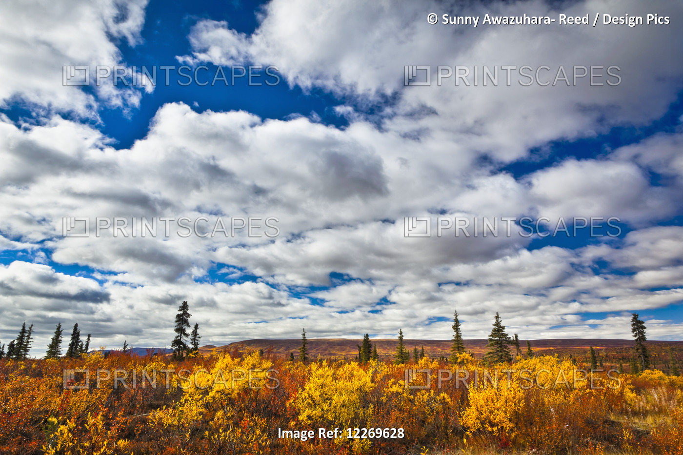 Bright Autumn Coloured Tundra Under Blue Sky With Clouds; Eureka, Alaska, ...