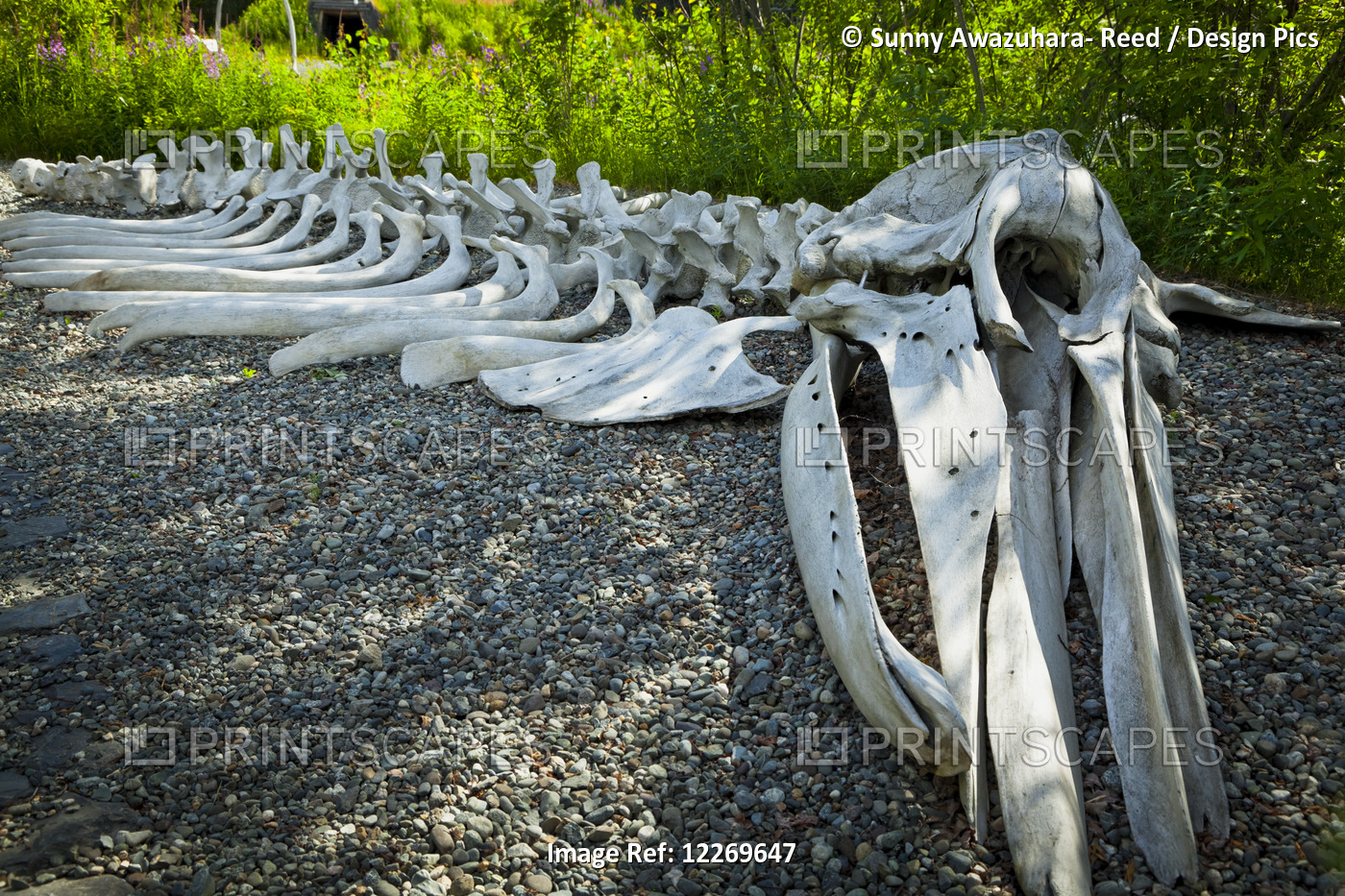 Gray Whale Bone Exhibit At The Alaska Native Heritage Center, Anchorage, ...