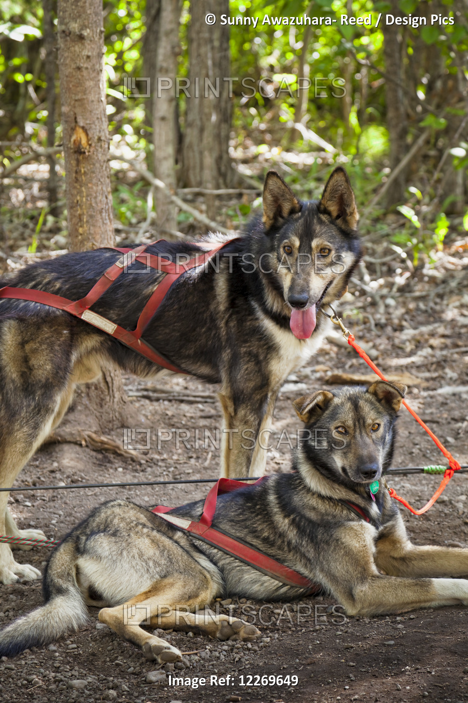 Sled Dogs In Harness Waiting To Run At Alaska Native Heritage Center, ...
