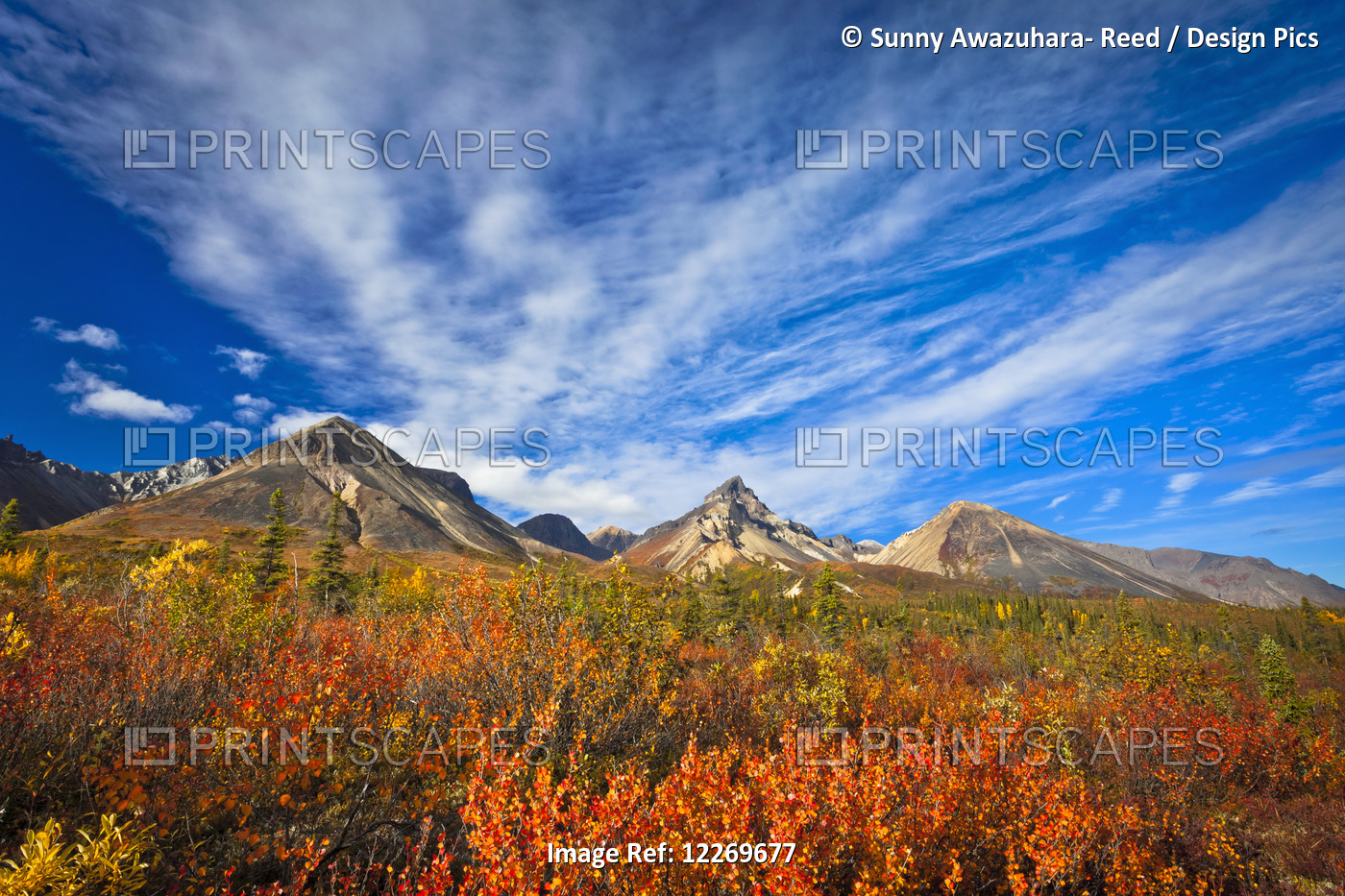 Skookum Volcano With Fall Colors Under Blue Sky, Nabesna Road, Wrangell-St. ...