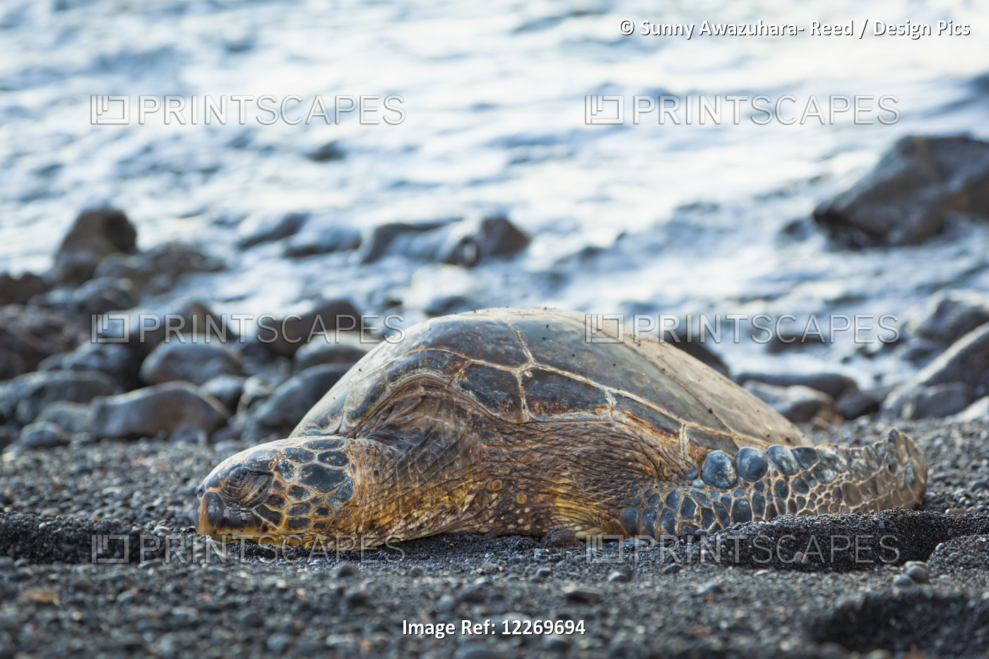 Green Sea Turtle (Chelonia Mydas); Island Of Hawaii, Hawaii, United States Of ...