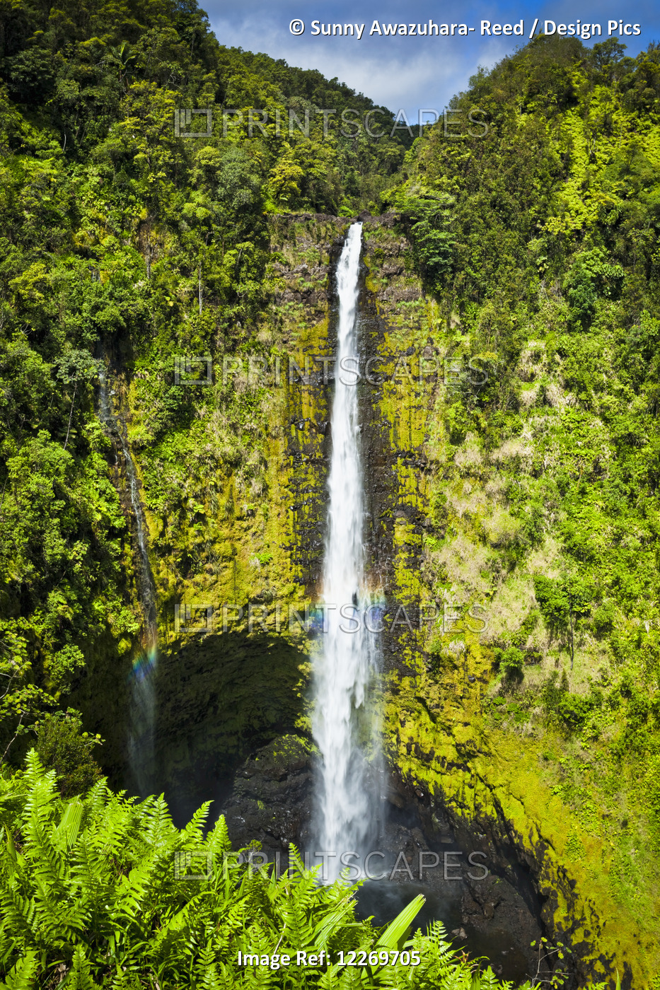 Akaka Falls Drop Down A Moss Covered Cliff Surrounded With Tropical Rainforest, ...