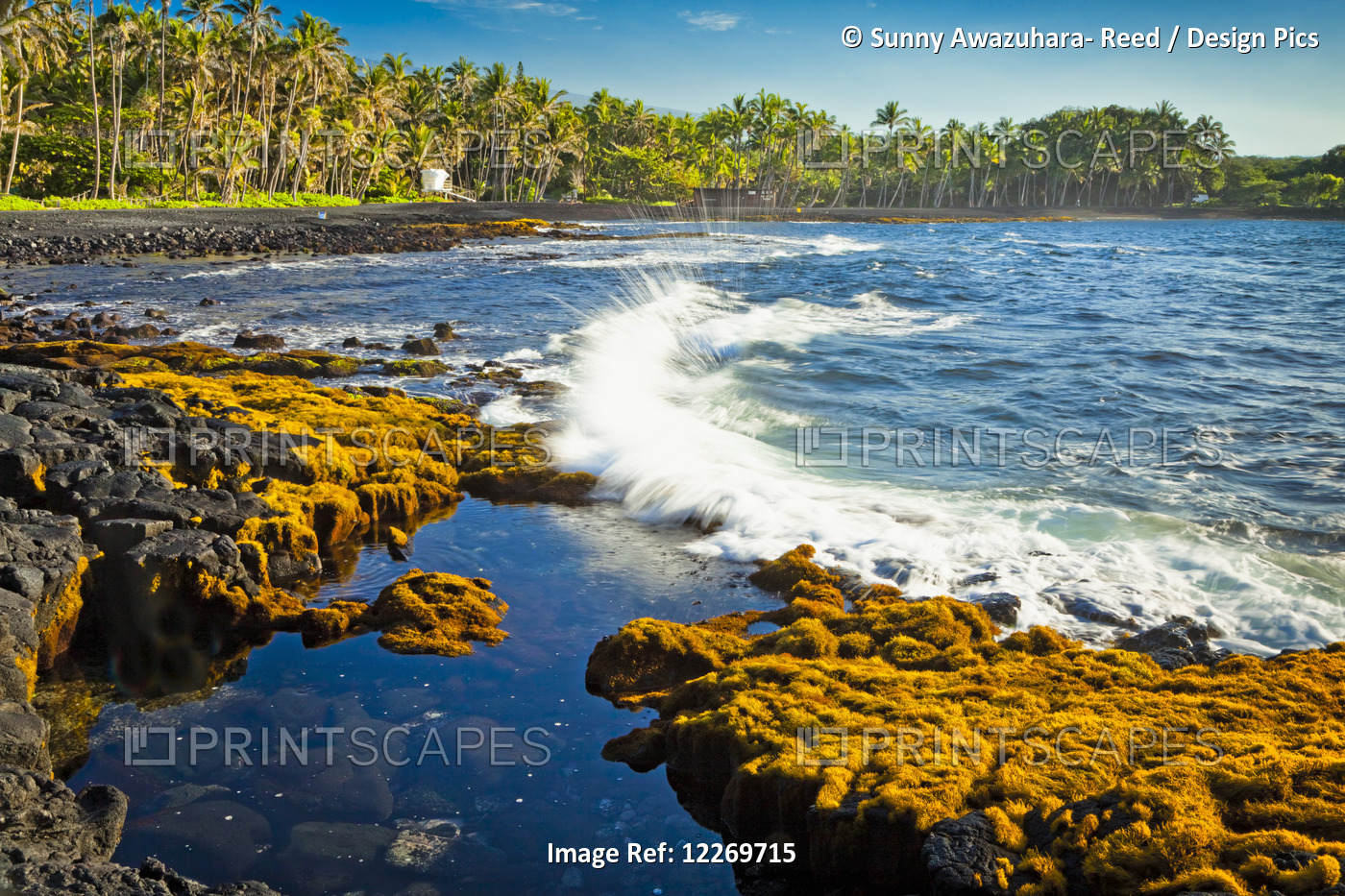 Wave Crashes Into Volcanic Black Shore Covered With Seaweed, Coconut Palm Trees ...