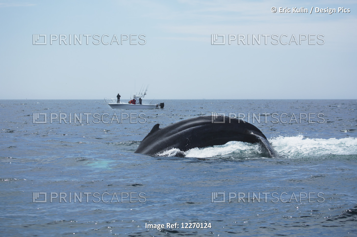 Humpback Whale (Megaptera Novaeangliae) Breaching And A Fishing Boat In The ...