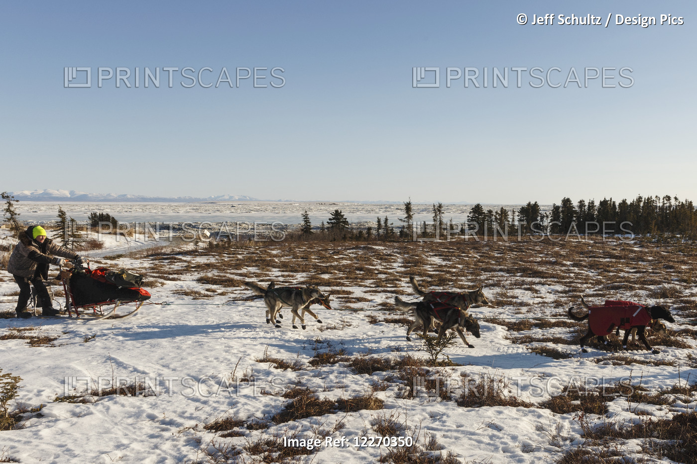Jeff King Runs In The Snow And Tussock Trail Leaving Koyuk During The Iditarod ...