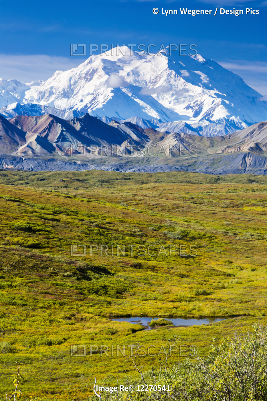 Scenic View Of Mt. Mckinley With The Tundra Covered Muldrow Glacier And Tundra ...