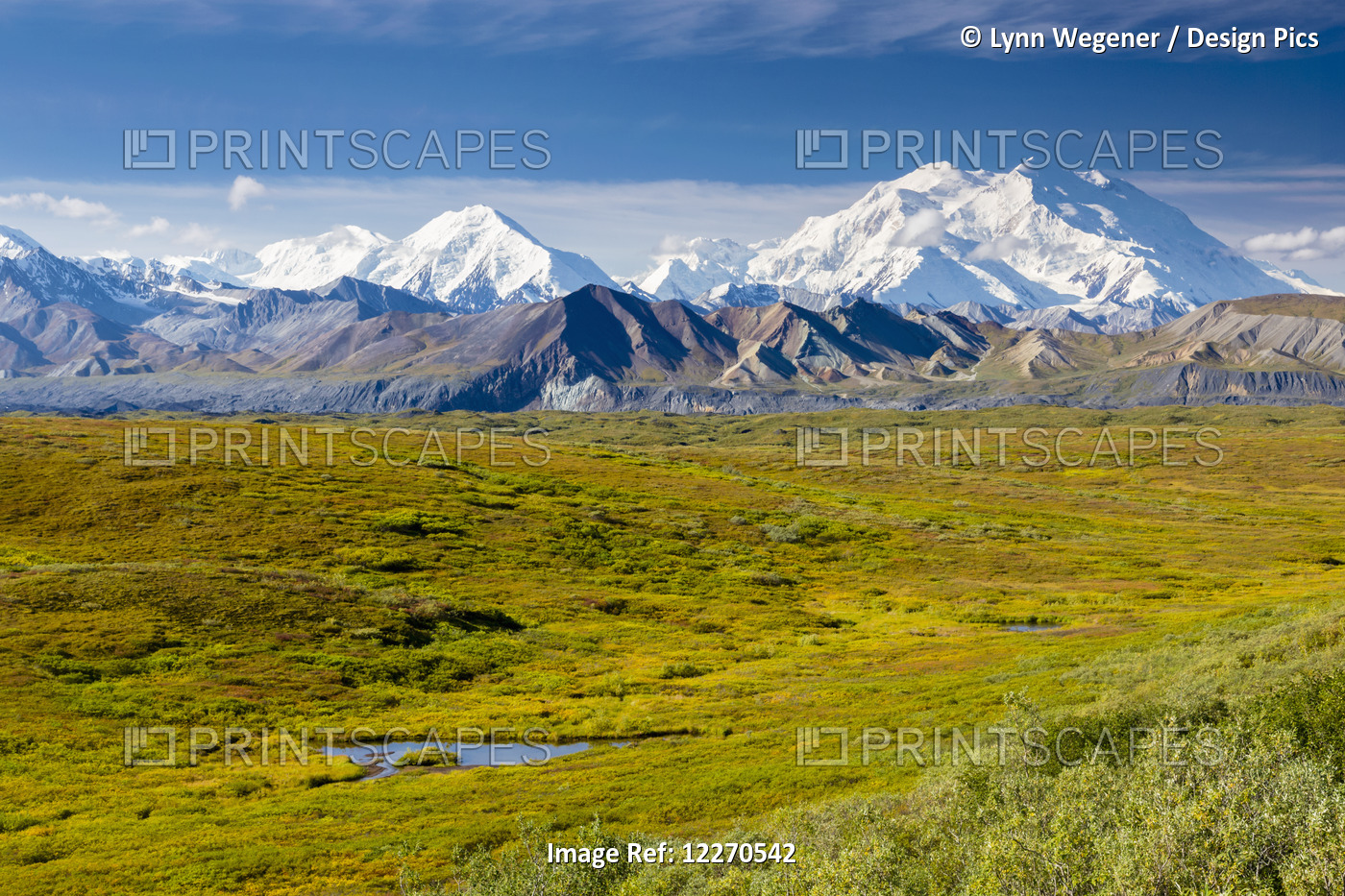 Scenic View Of Mt. Mckinley With The Tundra Covered Muldrow Glacier And Tundra ...