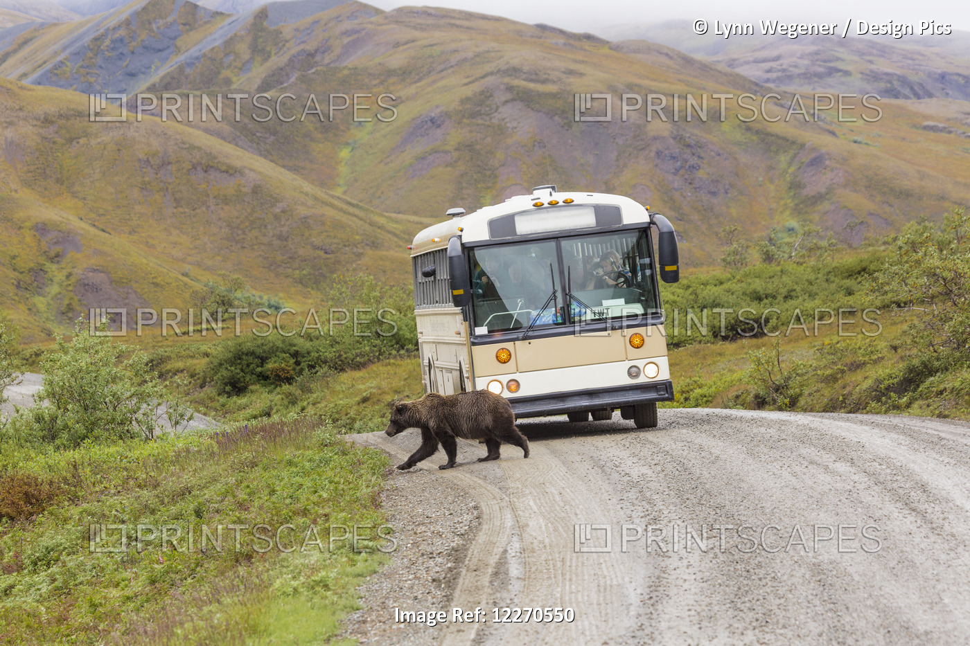 A Grizzly Bear Walks Across The Park Road In Front Of A Wilderness Tours Bus In ...