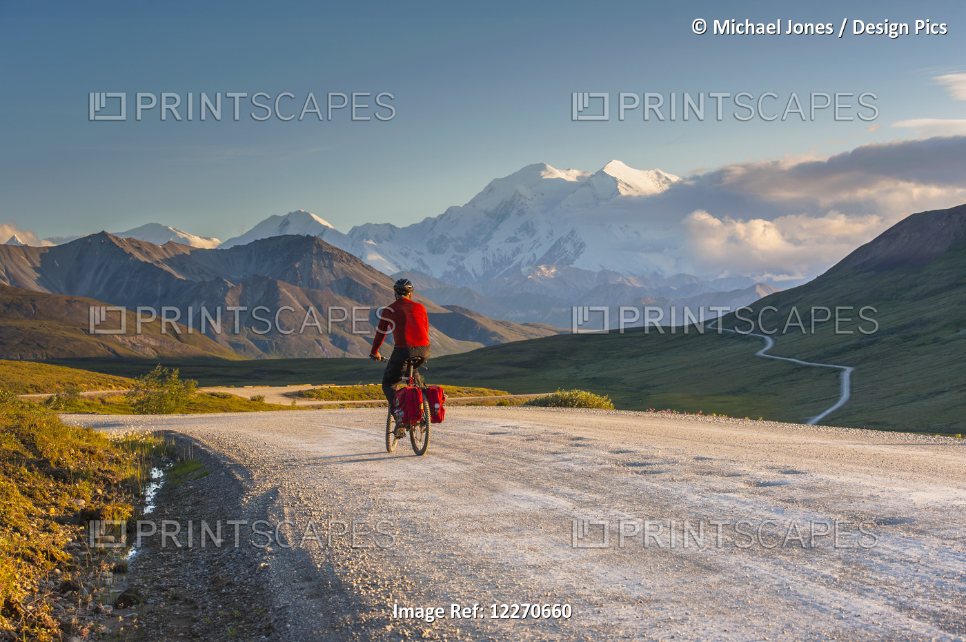 A Man Bicycle Touring In Denali National Park With Mt. Mckinley In The ...