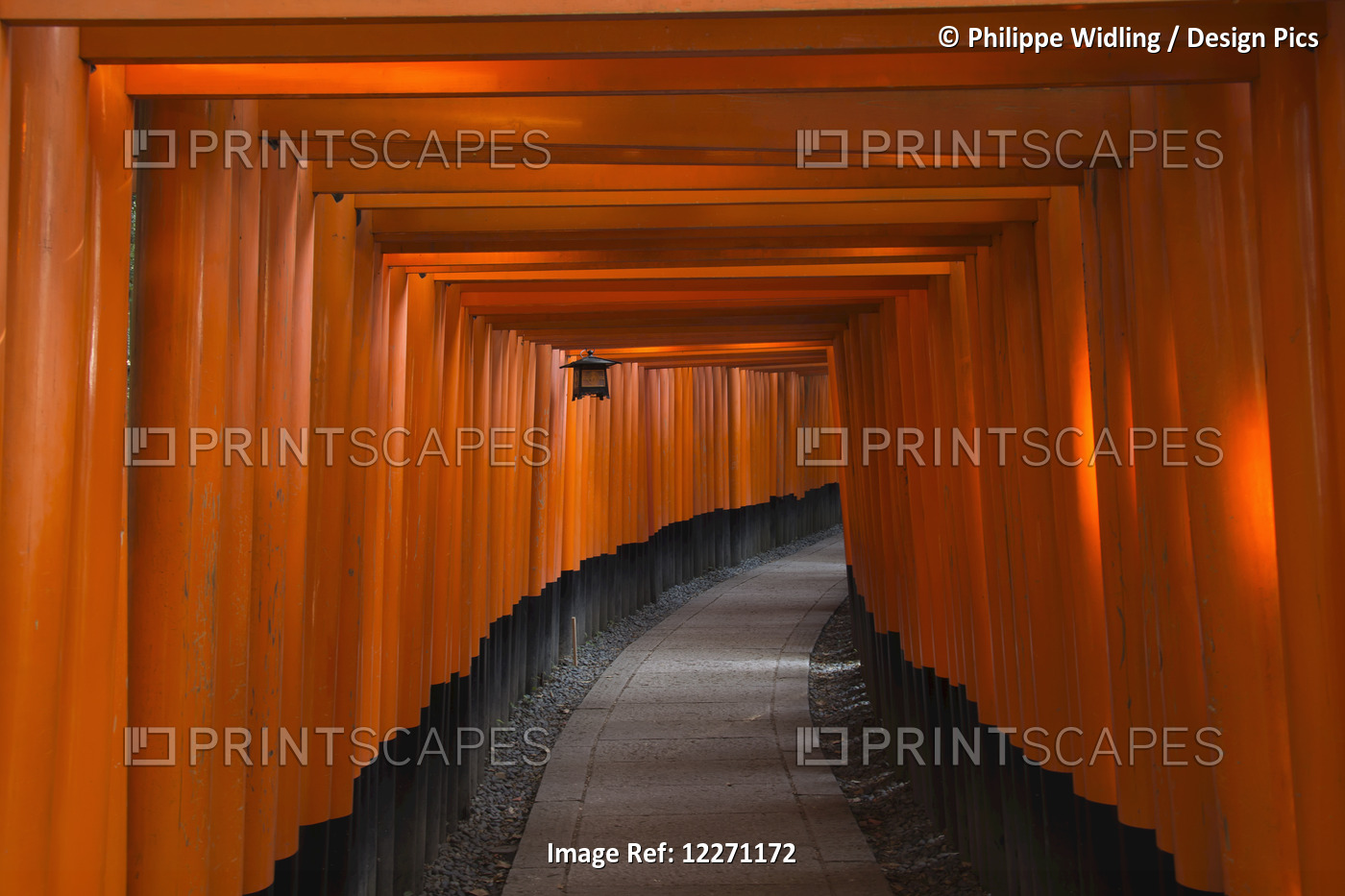 Many Tori Gates At Fushimi Inari; Kyoto, Japan