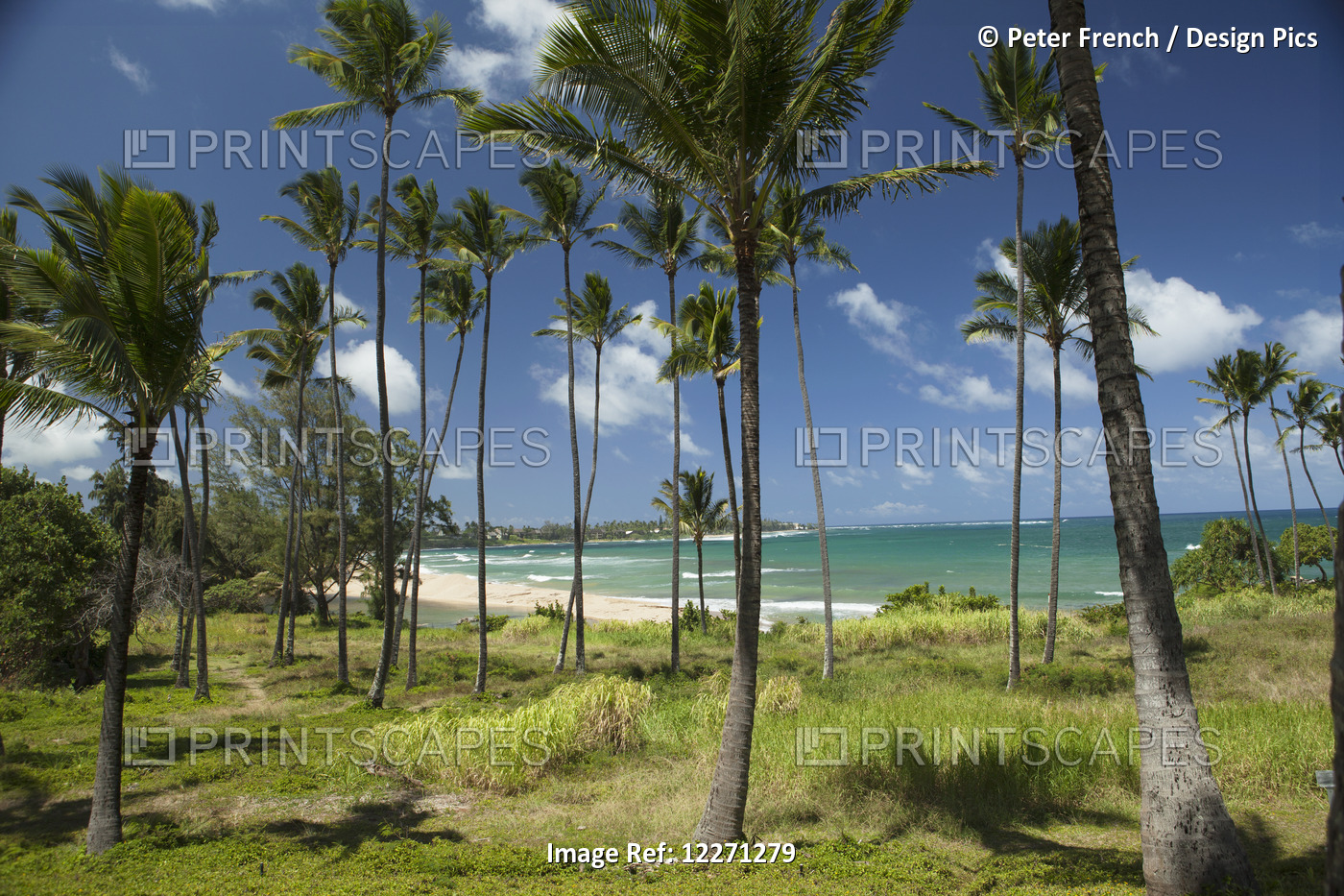 Coconut Palms And Beach At Hauola City Of Refuge, Historical Site; Wailua, ...