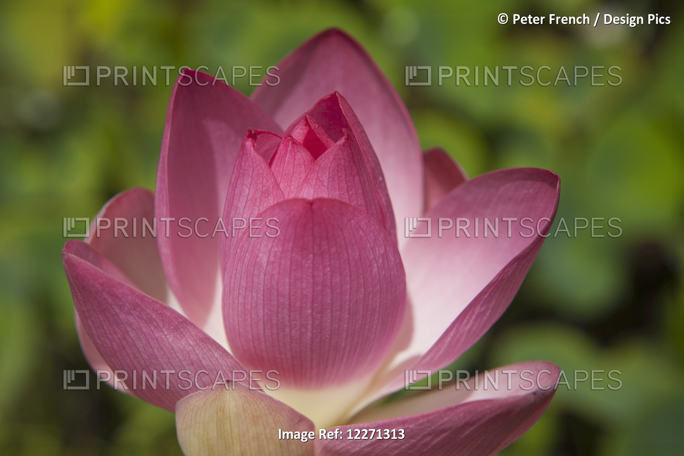 Lotus Blossom, National Tropical Botanical Garden; Lawai, Kauai, Hawaii, United ...