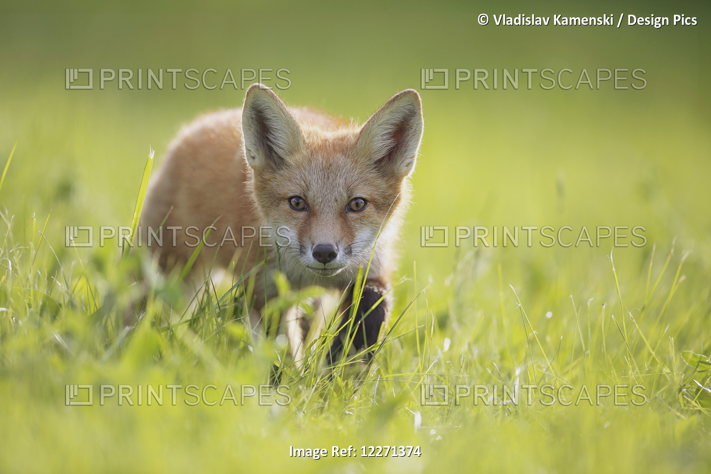 A Fox In The Grass; Montreal, Quebec, Canada