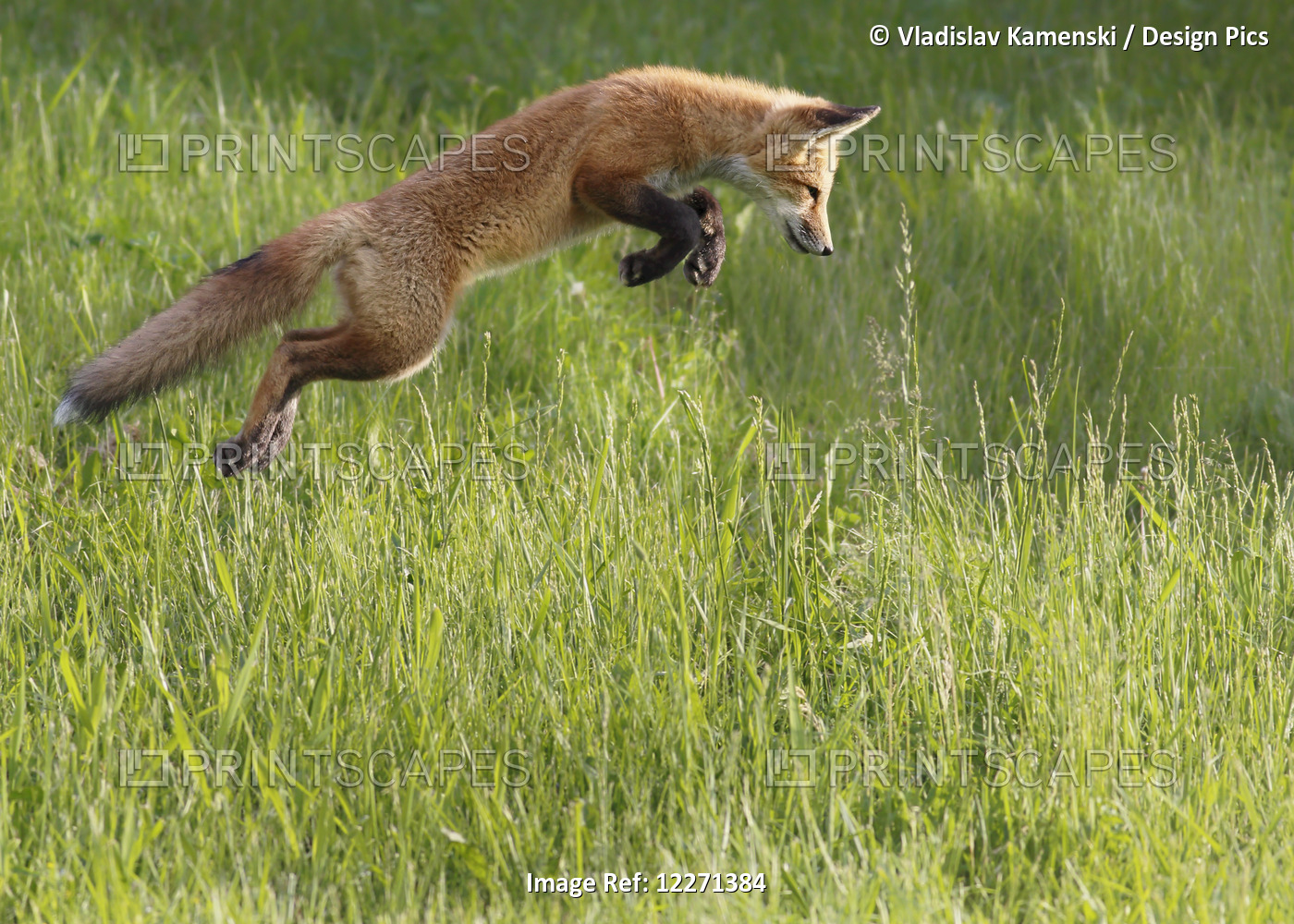 Fox Jumping In A Grass Field; Montreal, Quebec, Canada