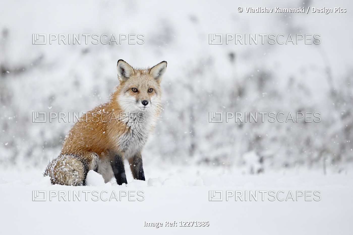 Fox Sitting In The Snow; Montreal, Quebec, Canada