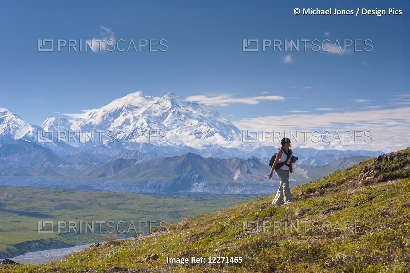 A Woman Is Hiking Up A Trail Near The Eielson Visitor Center In Denali National ...