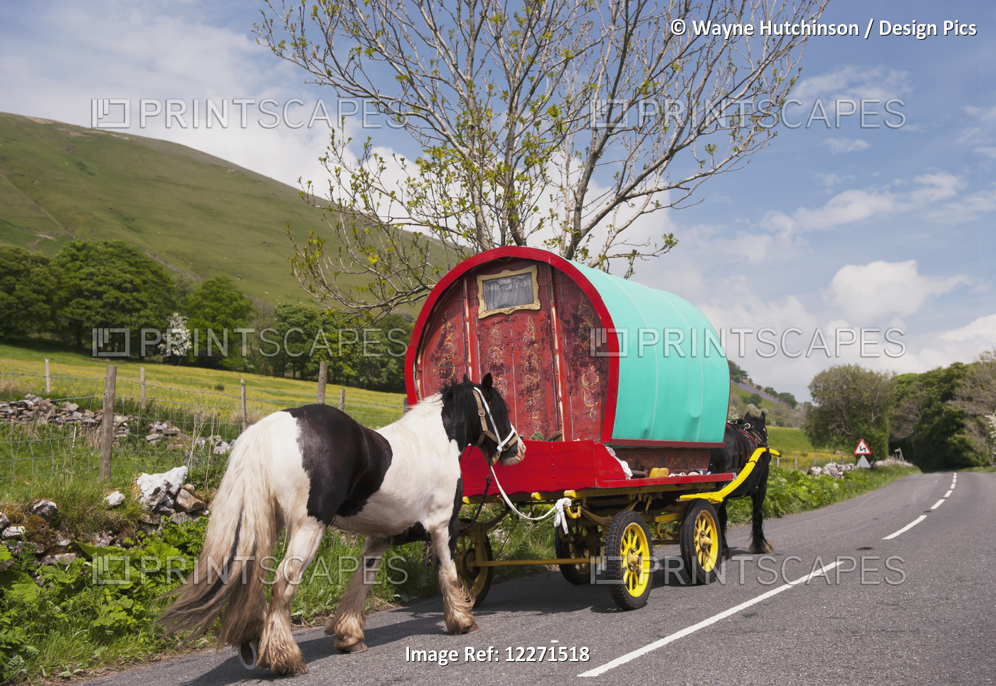 Horse Drawn Caravans Heading Towards The Horse Fair At Appleby In Westmorland ...