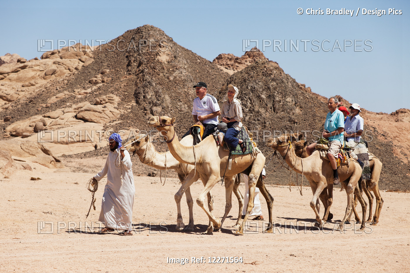 Desert Camel Ride, South Sinai; Sharm El-Sheikh, Egypt