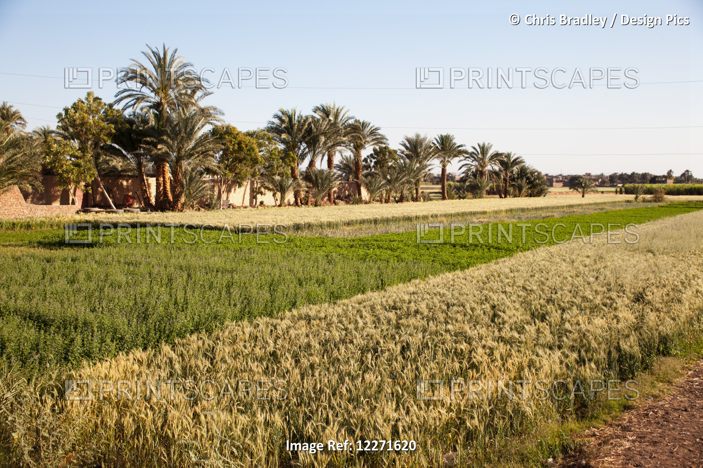 Fertile Crops Beside The River Nile, West Bank; Luxor, Egypt
