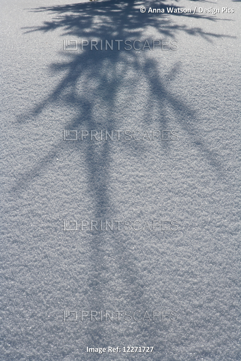 Shadow Of A Fir Tree Falls Across A Pristine Drift Of Snow, Sparkling In The ...