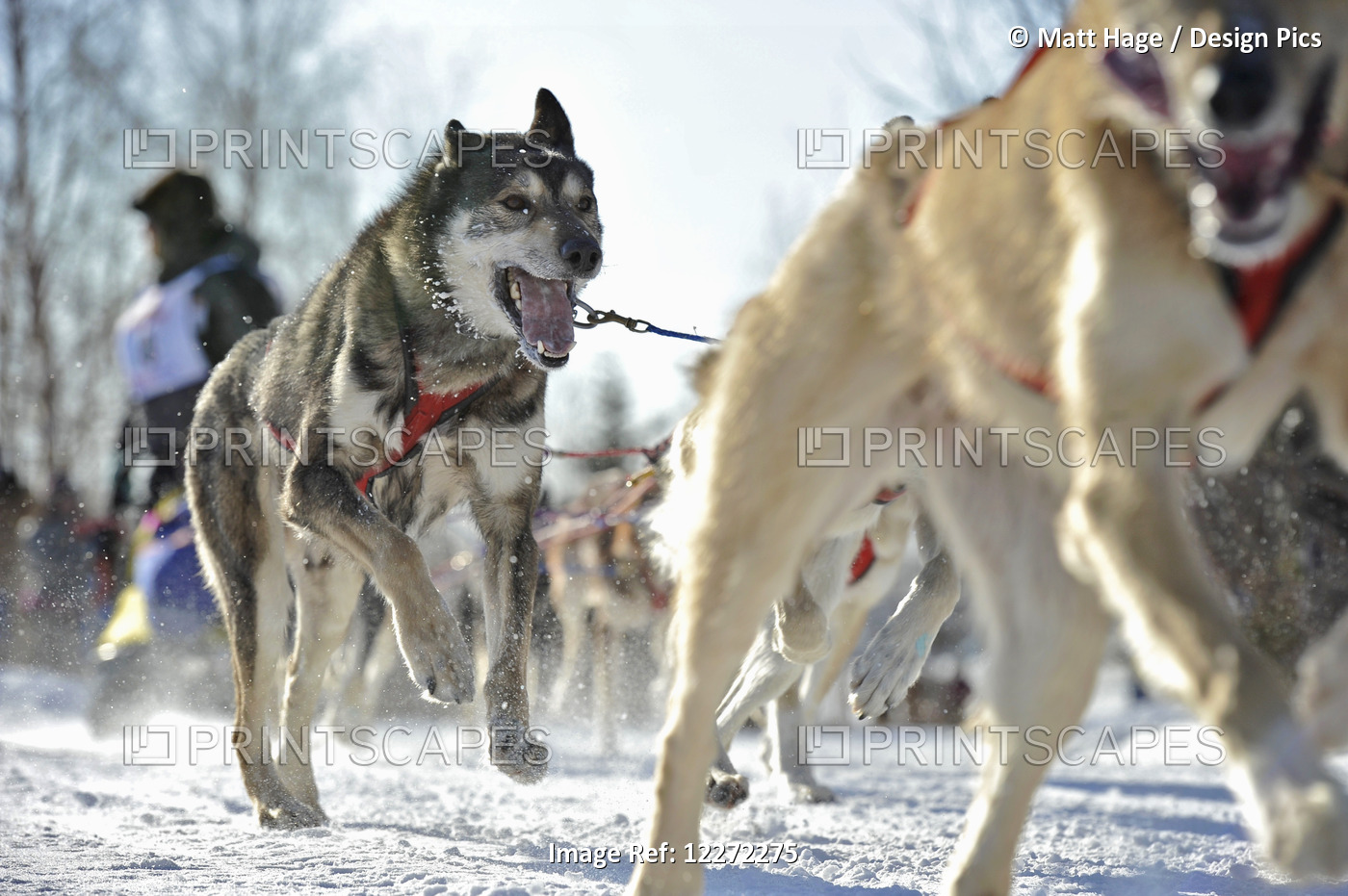 Dogs Teams Run Through The City For The 2011 Fur Rondy World Championship Sled ...