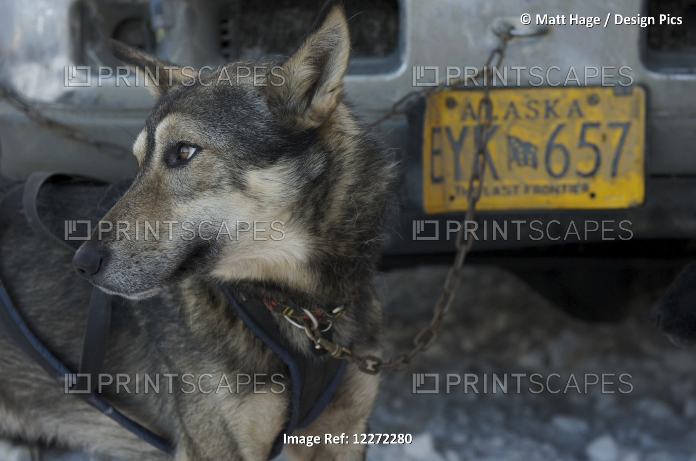 Sled Dog Waiting To Be Hooked Up To A Sled At The Start Of The 2011 Iditarod ...