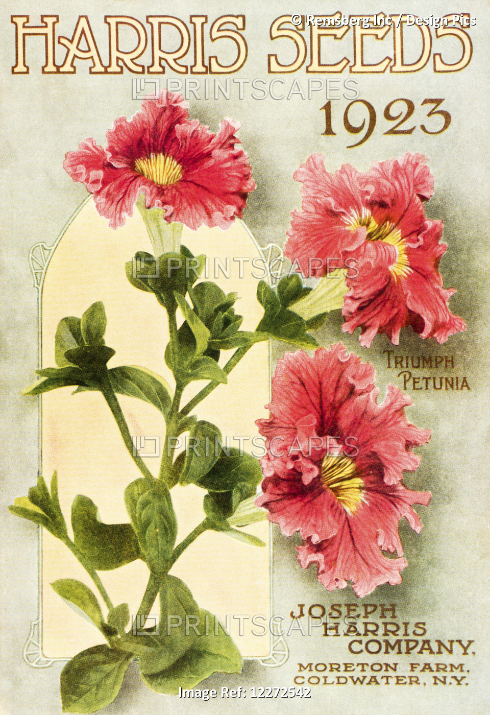 Historic Harris Seeds Catalog With Illustration Of Triumph Petunia Flower From ...