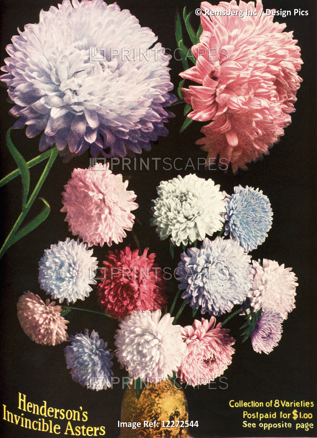 Historic Illustration Of Henderson's Aster Flowers From Seed Catalog From The ...