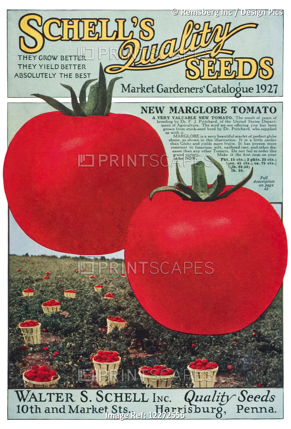 Historic Schell's Seed Catalog With Illustration Of Marglobe Tomato From 20th ...