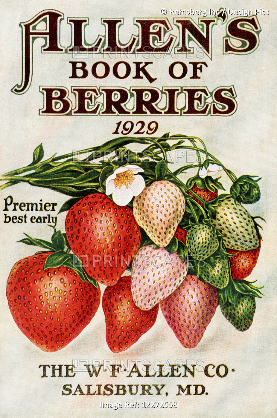 Historic Allen's Book Of Berries With Illustration Of Strawberries From 20th ...