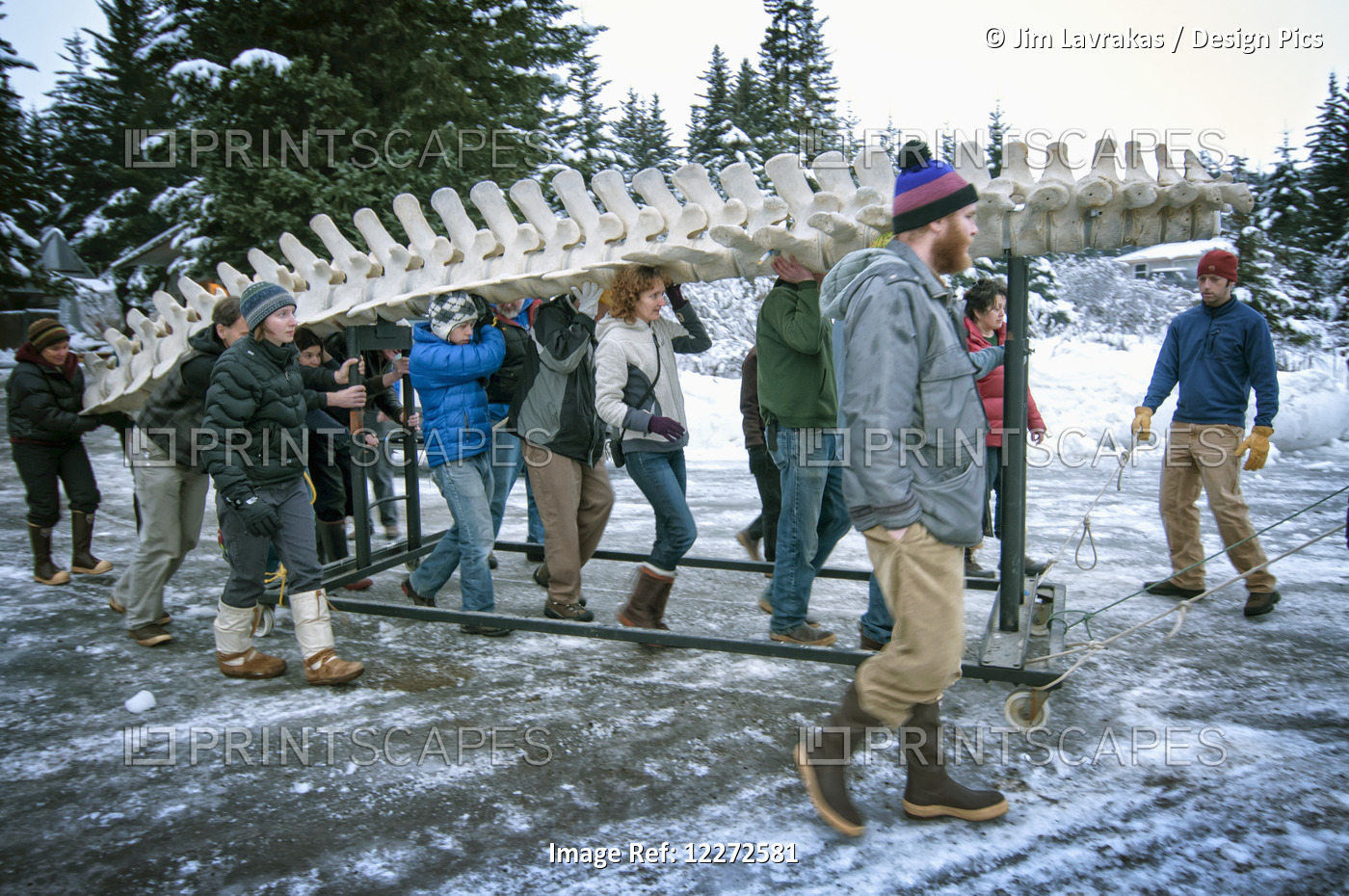 A Volunteer Crew Moves The Reconstructed Gray Whale Skeleton From The Pratt ...