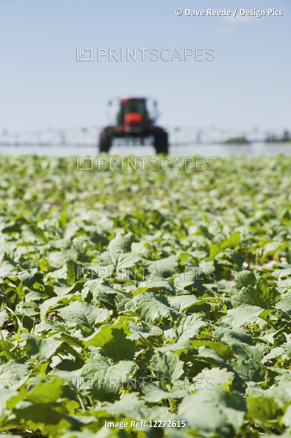 A High Clearance Sprayer Applies Herbicide To Early Growth Canola, Near Dugald; ...