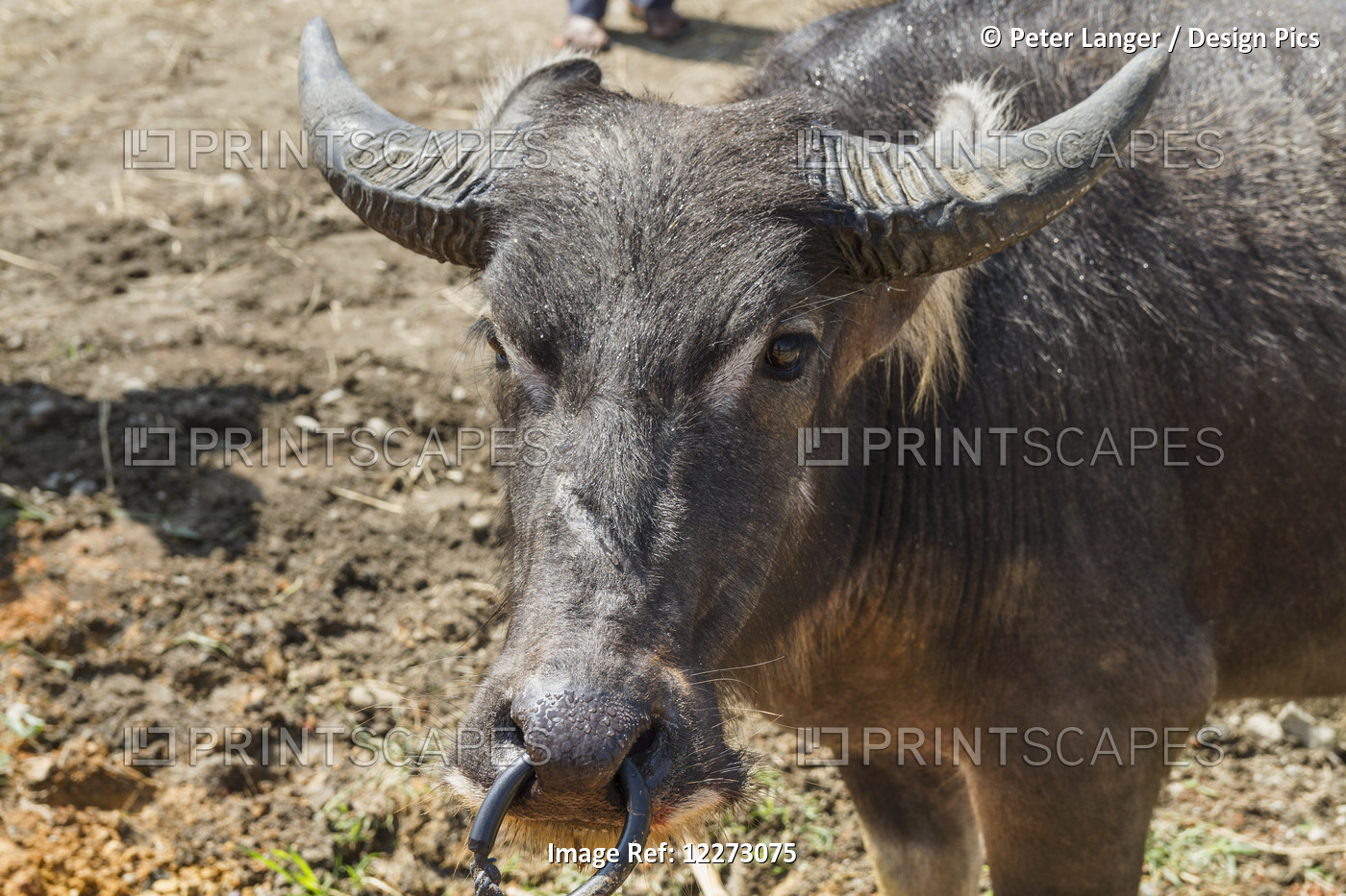 Water Buffalo At The Bolu Livestock Market, Rantepao, Toraja Land, South ...