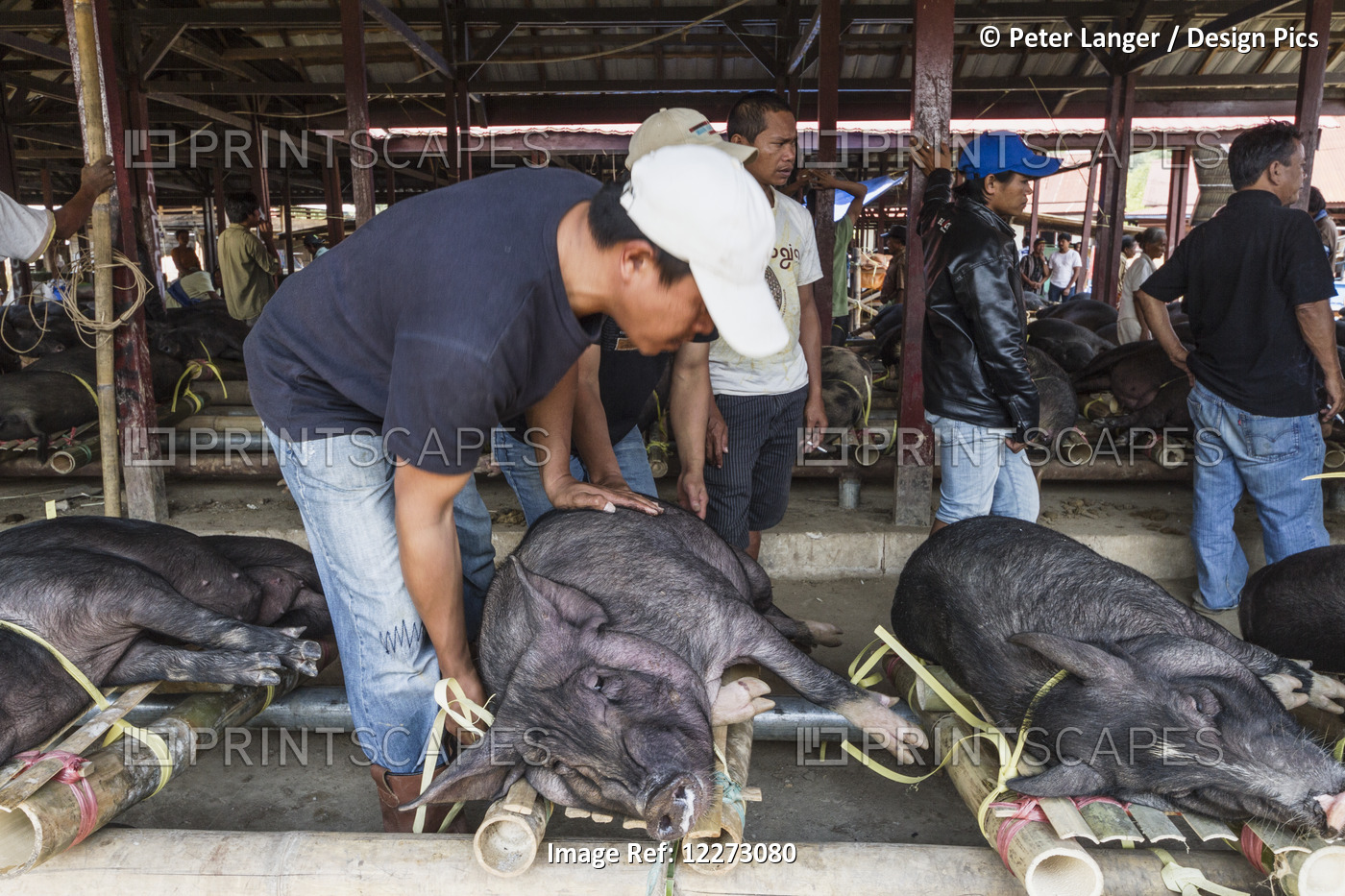 Man Lifting A Pig Tied To Bamboo Sticks At The Bolu Livestock Market, Rantepao, ...