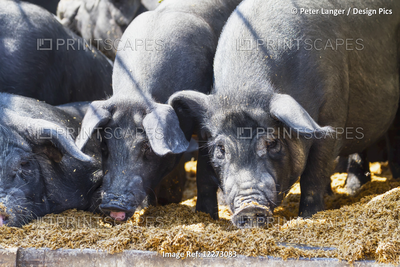 Pigs At The Bolu Livestock Market, Rantepao, Toraja Land, South Sulawesi, ...